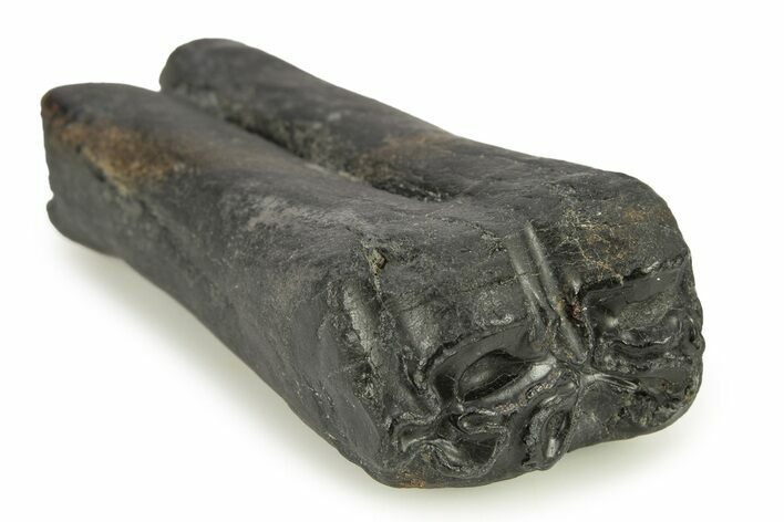 Pleistocene Aged Fossil Horse Tooth - South Carolina #277303